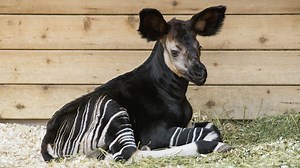 Okapi Calf Born at Brookfield Zoo