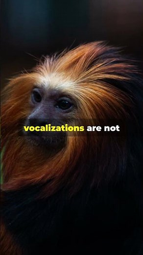 What Sound Does a Golden Lion Tamarin Make?