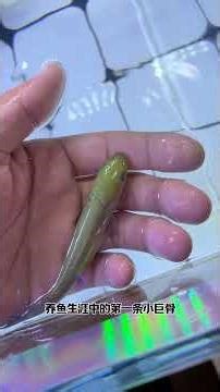 Should I Get One Last Arapaima? The Ultimate Fierce Fish Dilemma