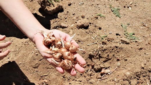 Thousands of dollars for a spice: High Desert farm one of the only saffron growers in US