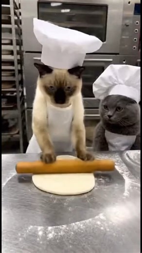 Employedcats on Instagram: "🎂 2 Cats baking CAKE... FLOUR EXPLOSION! Kitchen turned winter wonderland! 🐱🐱💥😹 Would you still taste it? 👇 #BakingCats #CakeFail #FlourExplosion #CookingAnimals #KitchenChaos"
