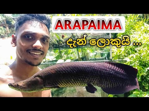 Arapaima පැටියා දැන් ලොකුයි ... | My Freshwater Monster Fish Pond ❤️😍