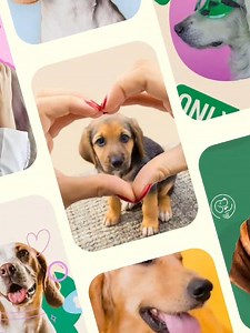 ✨Meet Fizgig – where paws meet personality! AVA Design Media | AVA Design Media