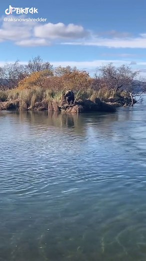 #bear #nature #outdoors #fishing #alaska #wildlife #nationalgeographic #fyp #originalsound