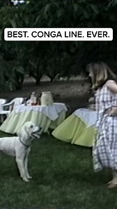 89K views · 294 reactions | Now THAT's a party animal!  #afv #dogs #funny | AFV Classics | Facebook