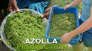 37K views · 1.3K reactions | Azolla Production Azolla, a wonderful plant and it is a branched free-floating aquatic fern, and it rapidly grows on the surface of the water. | Dexter's World | Facebook