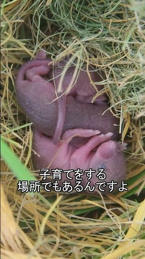 カヤネズミの生態
