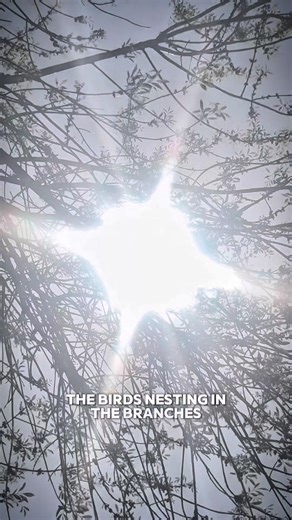 The parable of the mustard seed, from Jesus. #god #Jesus #bible #inspiration #wisdom