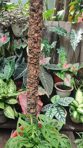 7.2K views · 133 reactions | How to make turus from coconut fiber #diy #mostera #turus #planttips #reels | Anaa Koorneia | Facebook