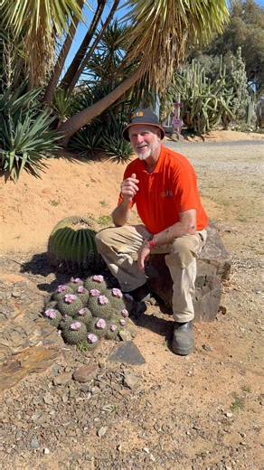 Say hello to our Stenocactus! 🌵 This cactus is easy to recognize thanks to its unique wavy ribs and the gorgeous flowers that appear in spring. Small but striking, the Stenocactus is proof that some of the best things in life come in compact packages. If you’re visiting this season, keep an eye out for these little beauties 💜 | Cactus Country