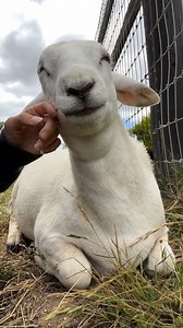 151K views · 35K reactions | 40 seconds of relaxation with Mister Invisible!☀️ To earn the trust of this sweet boy, a vulnerable prey animal whose eyes were pecked by birds before arriving here, means more than we could ever put into words. This is Sanctuary.  "If we could live happy and healthy lives without harming others, why wouldn't we?" | Edgar's Mission | Facebook