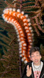 189K views · 12K reactions | Meet the Fireworm  | Odd Danny | Facebook