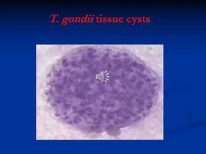 Lecture 48 Introduction to blood protozoa