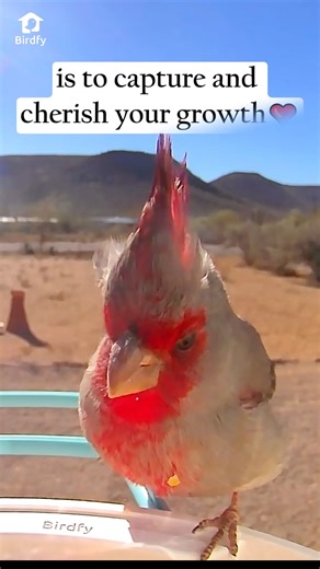 45K views · 1.7K reactions | Why do I need a bird feeder? #birdfy #caightonbirdfy #birds #birdwatching #backyard #cardinal #UnitedStates #birds_captures #birdlover | Birdfy by Netvue | Facebook