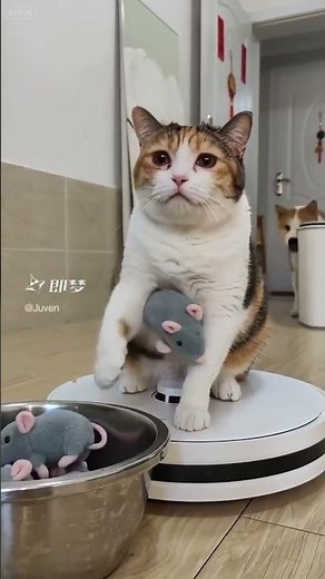 媽媽說要把地板掃完才可以玩 #eightor #cat #搞笑影片 #抖音 #貓咪 #搞笑