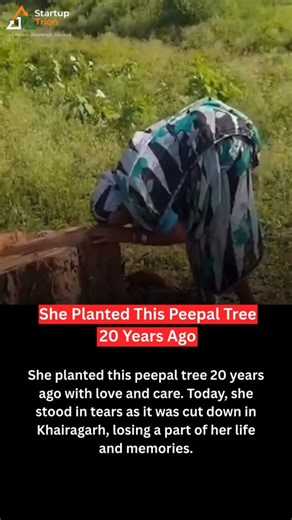 Startup Trion on Instagram: "Some losses can’t be measured in wood. 🌳💔 She planted this peepal tree 20 years ago with her own hands, watering it with love, patience, and hope. Today, she stood there in tears as it was cut down in Khairagarh, watching a piece of her life fall with it. For her, it wasn’t just a tree. It was memories, shade, birds, and years of quiet companionship. We talk about development, but sometimes we forget what it takes away. A tree takes minutes to cut… and decades to g