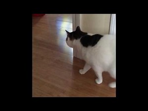 My cat throw up after eating