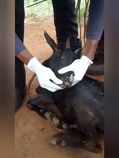 Removal of the scabs and application of ointments to facilitate healing and provide antibiotic