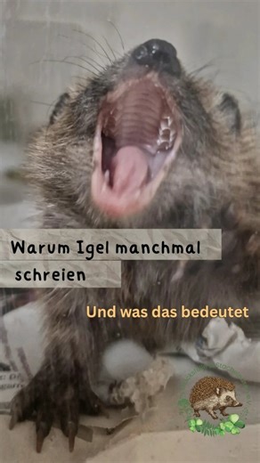 Viele Menschen glauben, Igel seien völlig lautlose Tiere 🦔📢🚫 Und das stimmt – meistens. Selbst schwer verletzte Igel bleiben oft still, obwohl sie starke Schmerzen haben. Diese stille Art ist ein Überlebensmechanismus: In freier Wildbahn würde jedes Geräusch Feinde anlocken. Aber: Es gibt Ausnahmen. Einige Igel geben Laute von sich, die man kaum beschreiben kann – irgendwas zwischen einem Quaken🦆 und einem Schrei. Ein schrilles, erschütterndes Geräusch, das tief unter die Haut geht. Fachleut