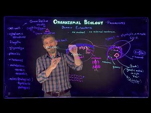 Prokaryotes: Domain Eubacteria: General Structure and traits