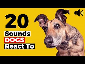 20 Dog Sounds That Get Reactions - Sounds Dogs Love & React To