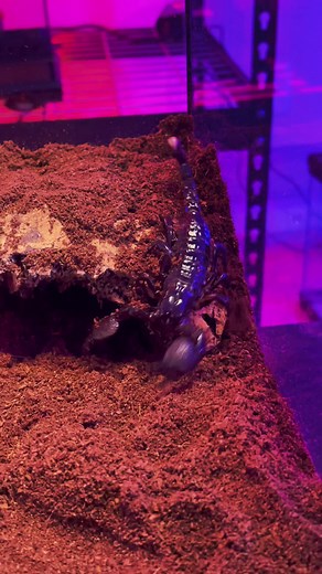 My new Pandinus Imperator Emperor Scorpion loves her new habitat! Its thermostatically controlled with a set point of 83 degrees Fahrenheit. #scorpions #scorpion #arachnids #arachnidsoftiktok #tarantulagraham #exoticpets #exoticpetsoftiktok #pets #petslover #venom #venomous #fangs #OldWorld #emperorscorpion #pandinusimperator #pandinus #pandinusemperator #scorpion🦂