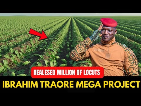 Ibrahim Traoré’s Shocking Project: Billions of Locusts Farmed for Meat in Burkina Faso