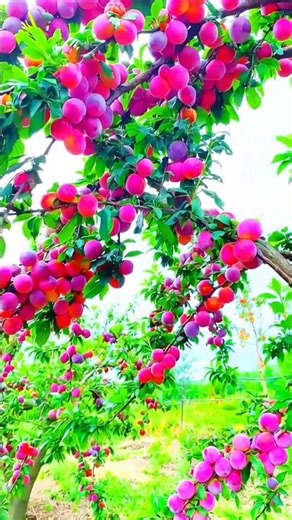 Plum Garden | Ripe & Yellow Plum #fruit #shirts