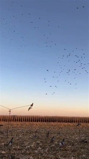 #Ducks 🦆 🦆🦆🦆hunting the best video shot #duckhunting #foryou