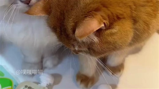 大P便当主食低镁嘘嘘汤补水汤包汤罐猫咪零食湿粮猫罐头猫零食_【升级款】混合口味_6包_--80g_包