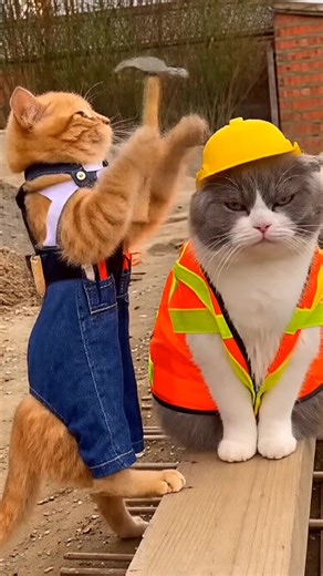 Funny labour Cats 😂#funny #cat #foryoupage #viralvideo #cute