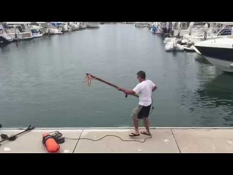 Tuna speared from dock in harbor