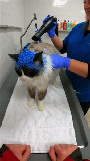 I Saved This Cat From His Cruel Owner! 😱 #shorts