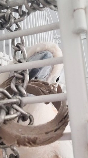 Such a fun game! | Mr Magoo the Moluccan Cockatoo