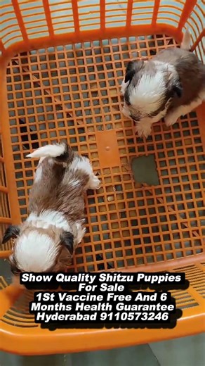 #shihtzu Puppies for sale in Hyderabad #dogbreed