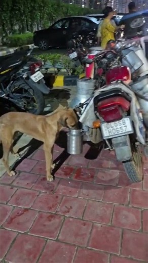 OMG 😟 😳 dog having milk directly from the container in my society 😨😰 rabies alert #canineinfluenza
