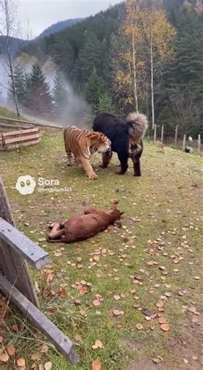 Who Wins Tibetan Mastiff faces Wild Tiger alone!