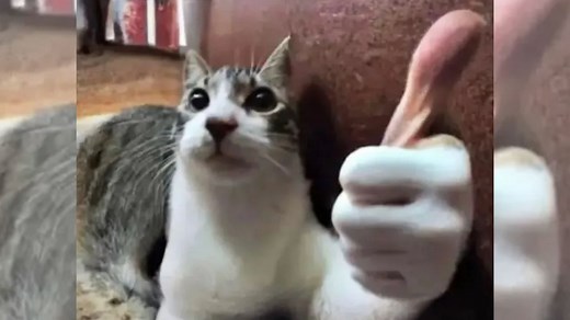 Thumbs Up Cat | Know Your Meme