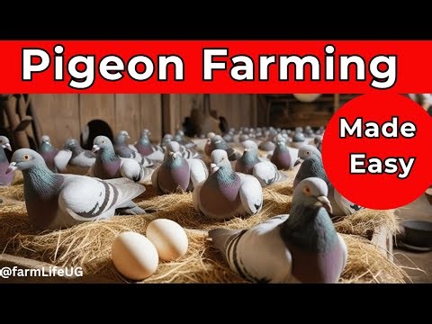 Pigeon Farming Made Easy: How to Raise Pigeons for Meat & Eggs at Home