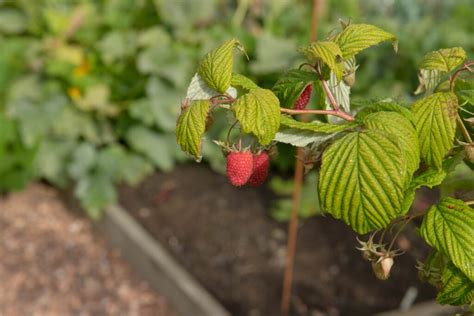 Raspberries