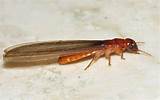 Pictures of Flying Termite Pictures