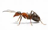 Photos of Carpenter Ants Poison