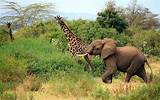Images of Tanzania Safari Packages