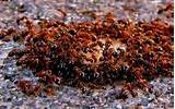Photos of Fire Ants Texas Bites
