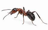 Images of What Do Carpenter Ants Look Like Picture