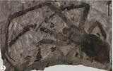 Oldest Known Dinosaur Fossil Photos