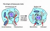 Pictures of Theory Of Evolution Of Eukaryotic Cell
