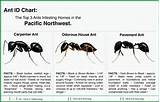 Carpenter Ants Vs Flying Ants