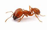 Fire Ants Diet Photos