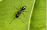 Black Ants Vs Carpenter Ants